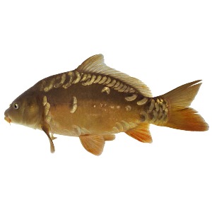 Karper Spiegel